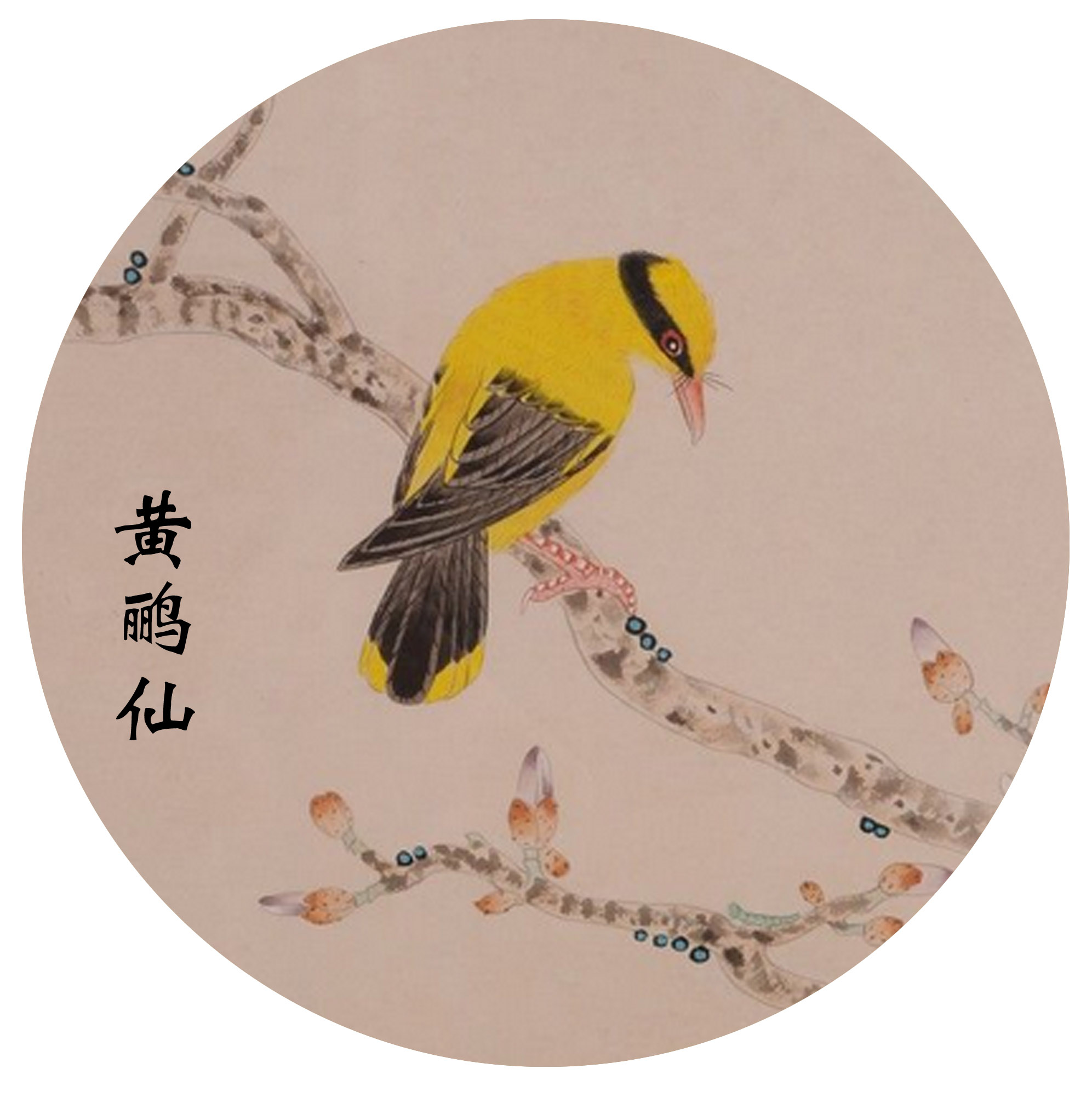 黄鹂仙